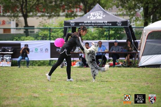 2018冠能&爱宠游USDDN飞盘犬挑战赛-南京站完美落幕