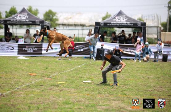 2018冠能&爱宠游USDDN飞盘犬挑战赛-南京站完美落幕