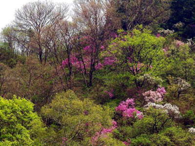 松山森林旅游区